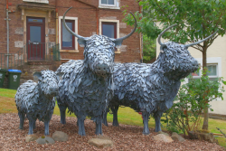 Crieff’s Leafy Coos